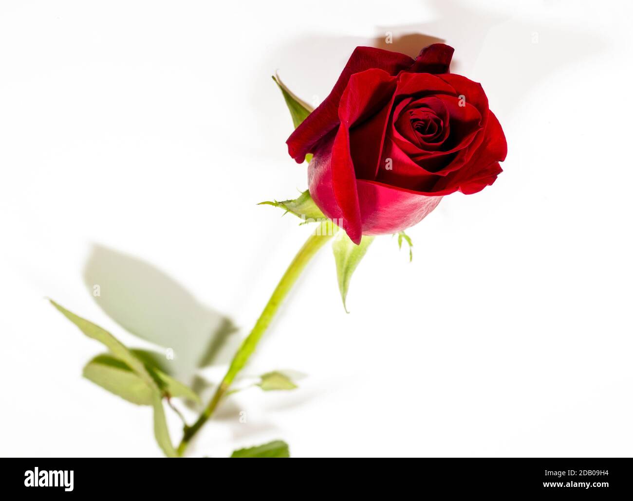 Rote Rose isoliert auf weißem Hintergrund. Selektiver Fokus. Stockfoto