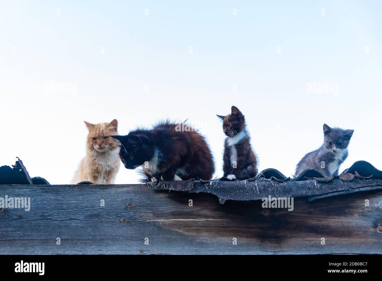 Familie von Katzen sitzen und gehen auf dem Dach Zaun Stockfoto
