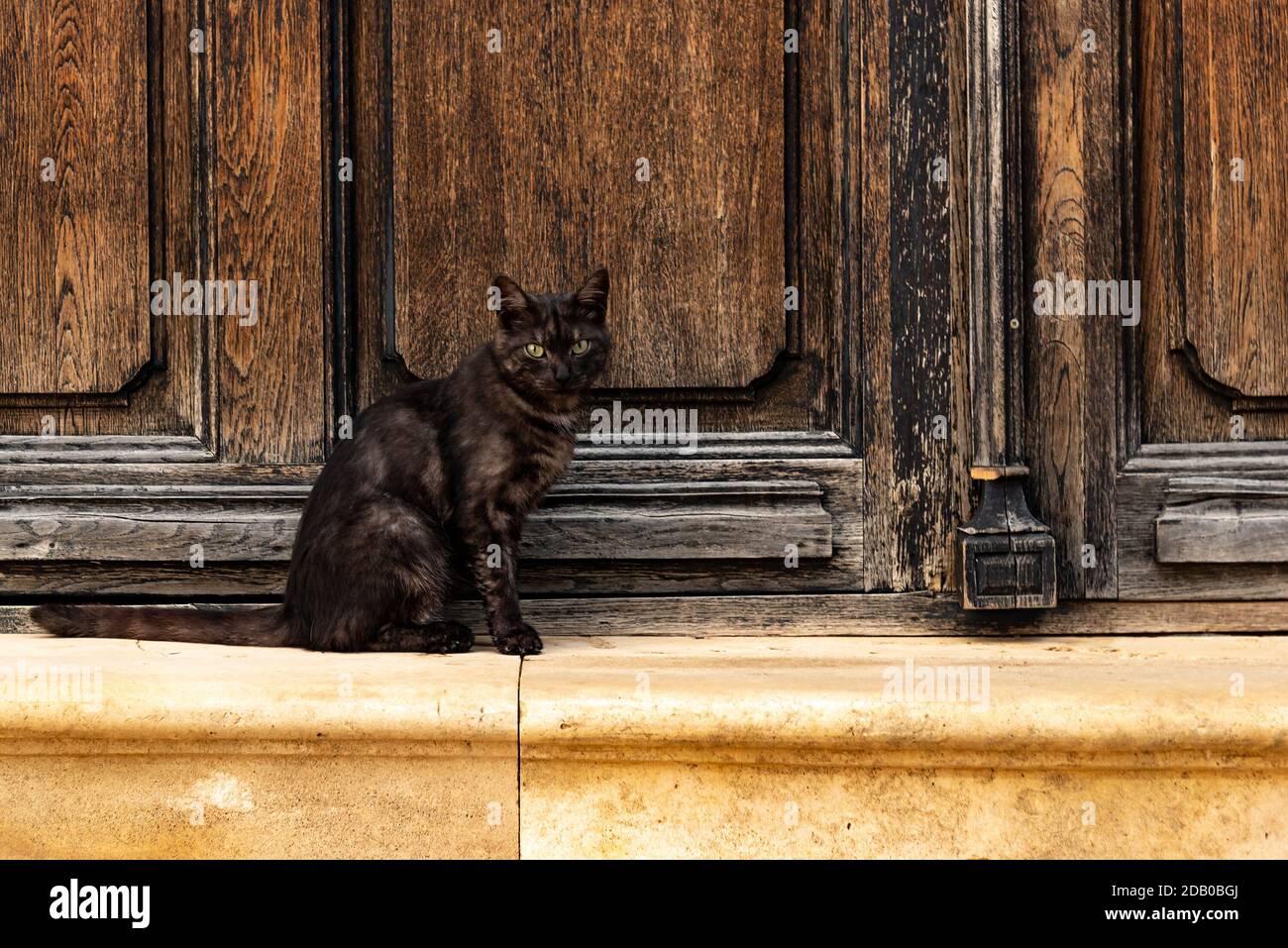 Grau und braun Katze mit grünen Augen sitzt auf alt Holzzaun Stockfoto