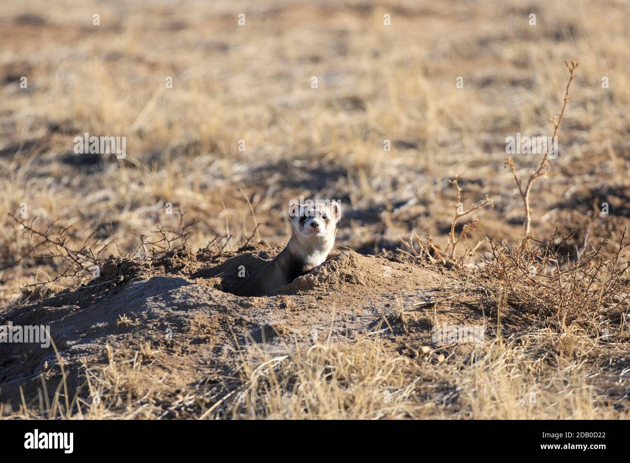 Seltene Schwarzfüßige Frettchen außerhalb einer Präriehundhöhle Tagsüber auf einer Wiese Stockfoto