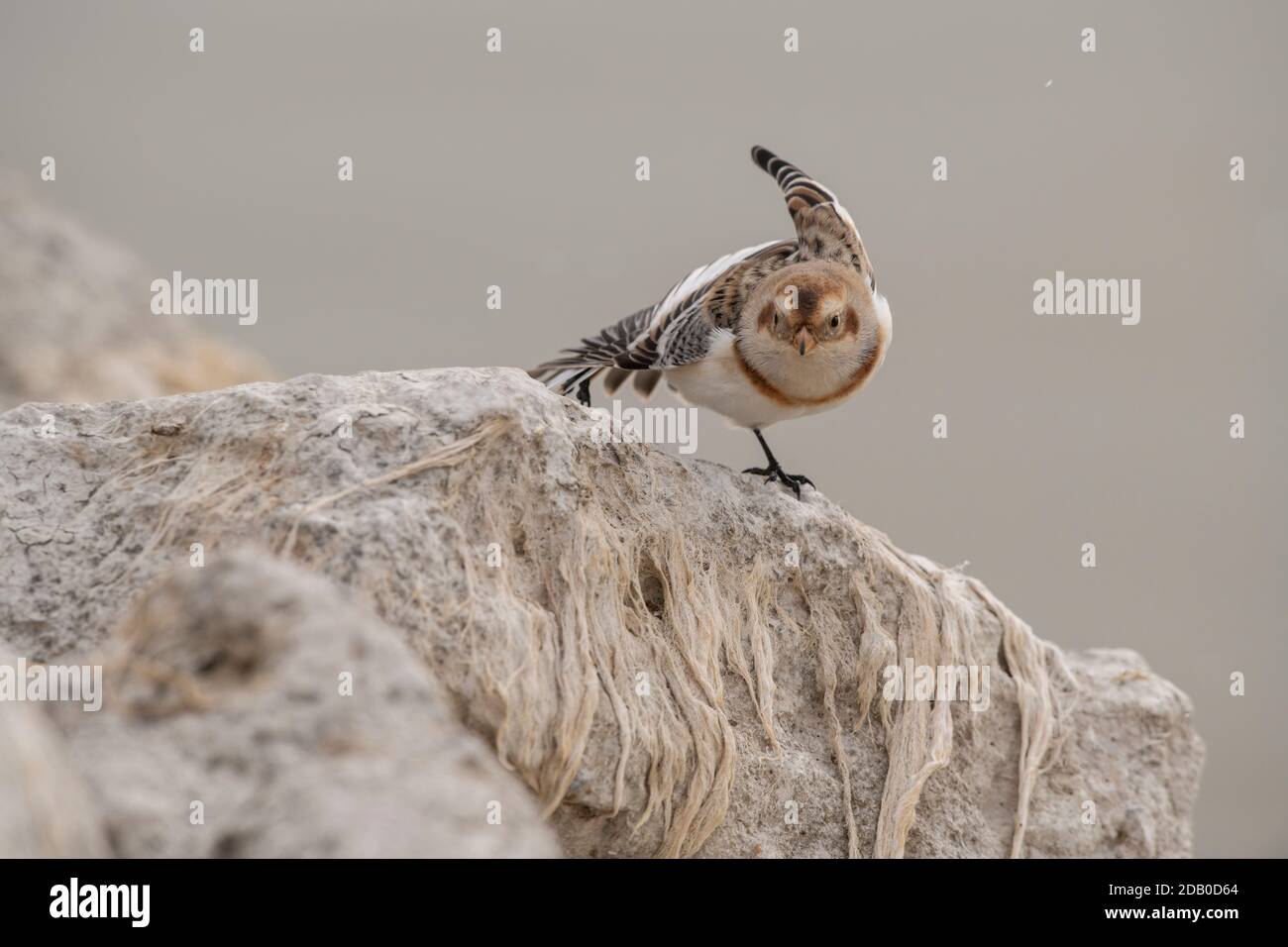 Schneeammer - seltener Wintergast in Utah Stockfoto