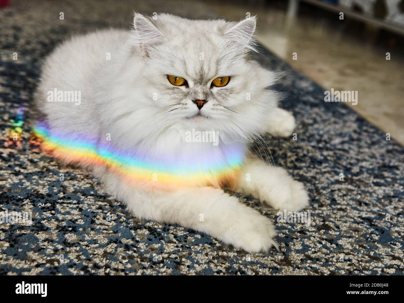 Britische Langhaar-Katze, weiß und grau mit Regenbogen auf ihr. Stockfoto