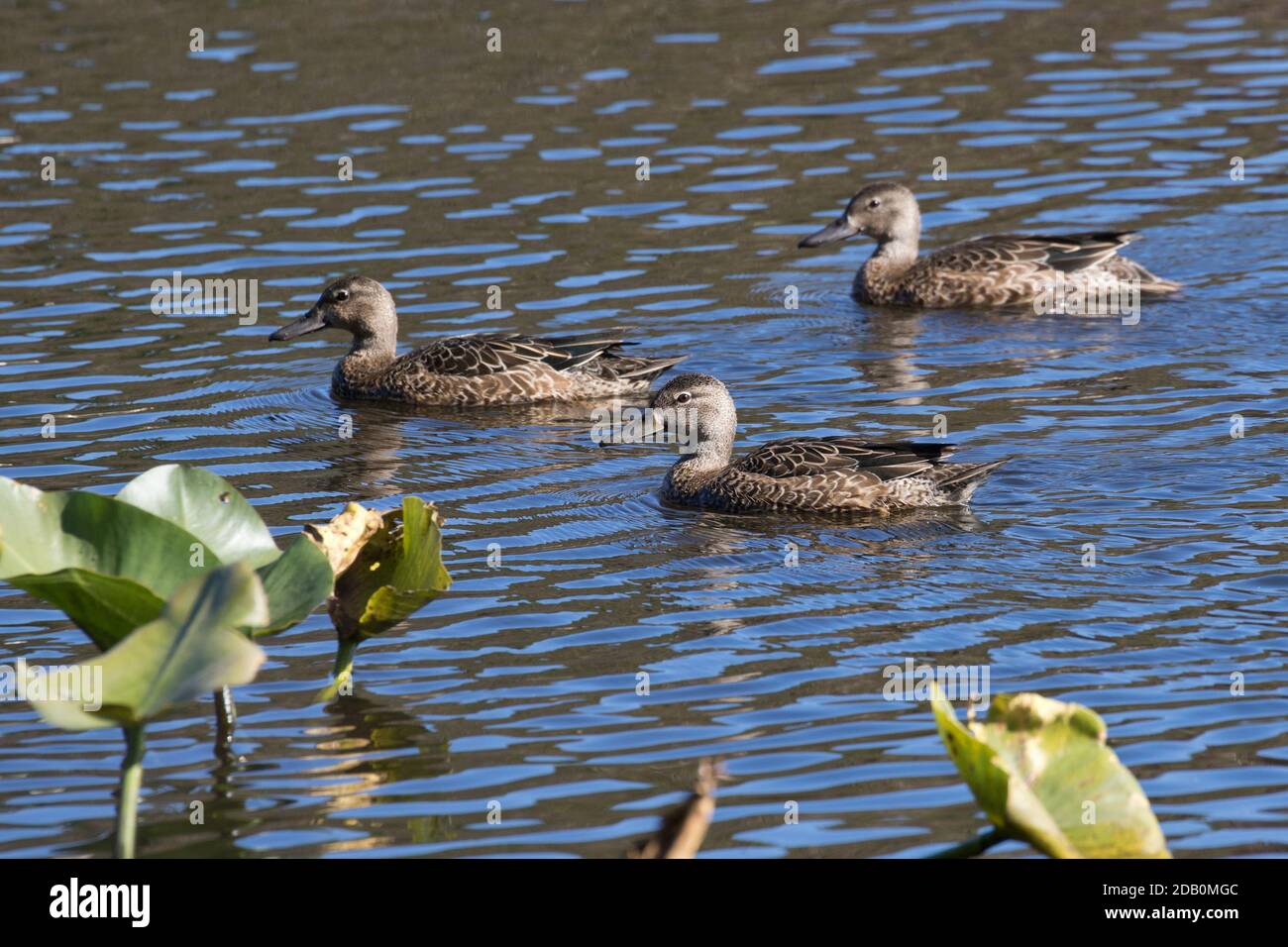 Blaugeflügeltes Teal (Spatula Discors) auf einem See, Long Island, New York Stockfoto