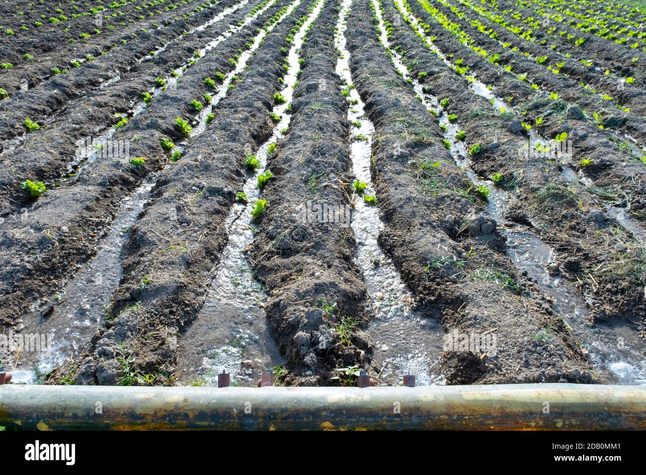 Das Salatfeld wird durch Bewässerungssystem bewässert. Stockfoto