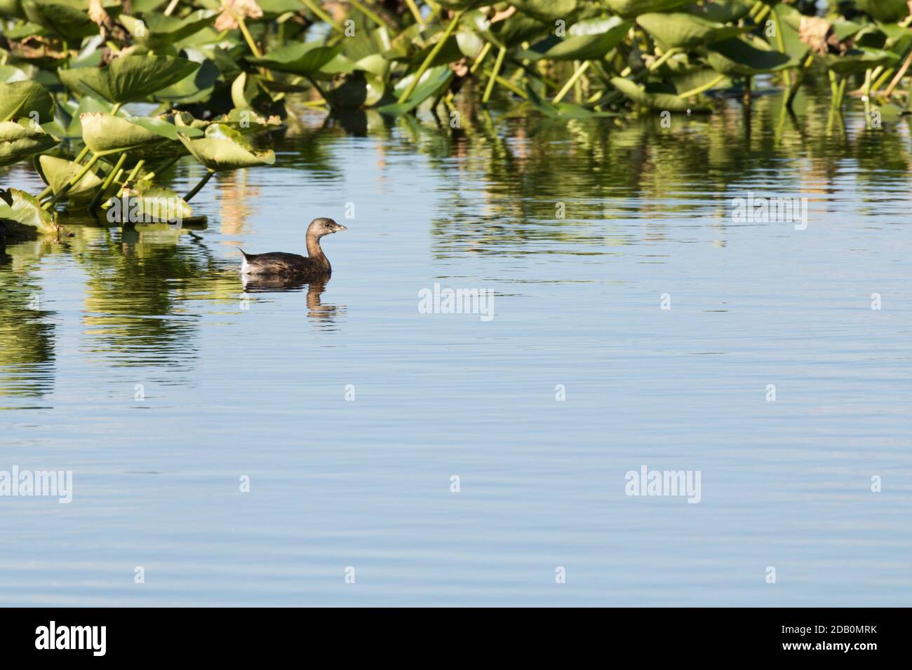 Pied-Billed Grebe (Podilymbus podiceps) auf einem See, Long Island, New York Stockfoto