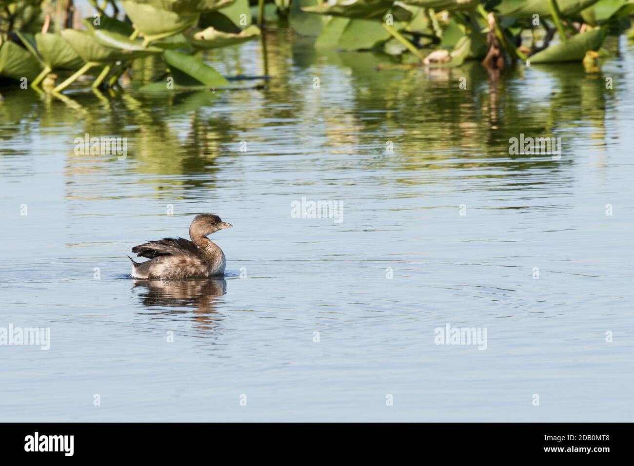 Pied-Billed Grebe (Podilymbus podiceps) auf einem See, Long Island, New York Stockfoto
