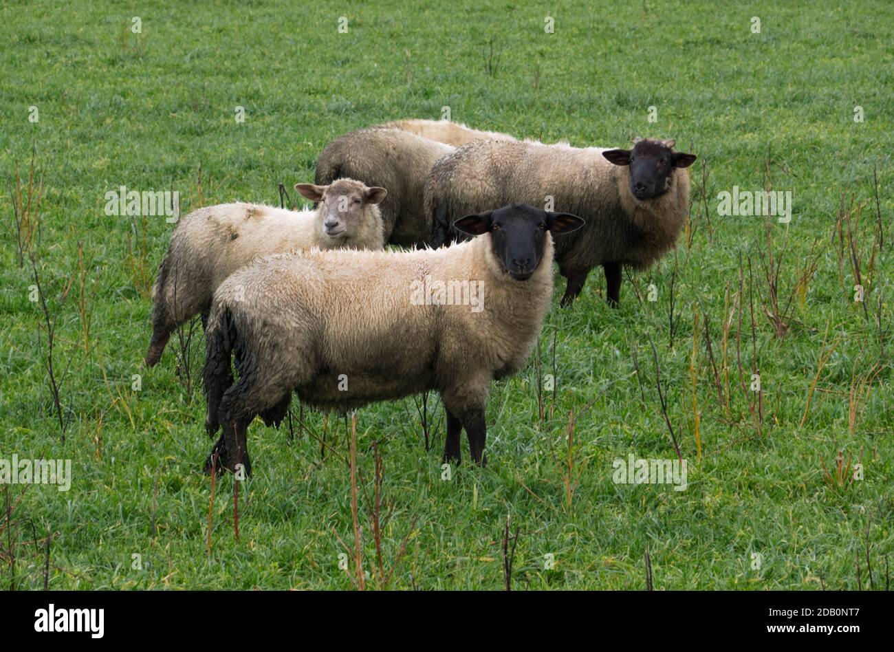 Schafe mit Durchfall auf einer Wiese Stockfoto
