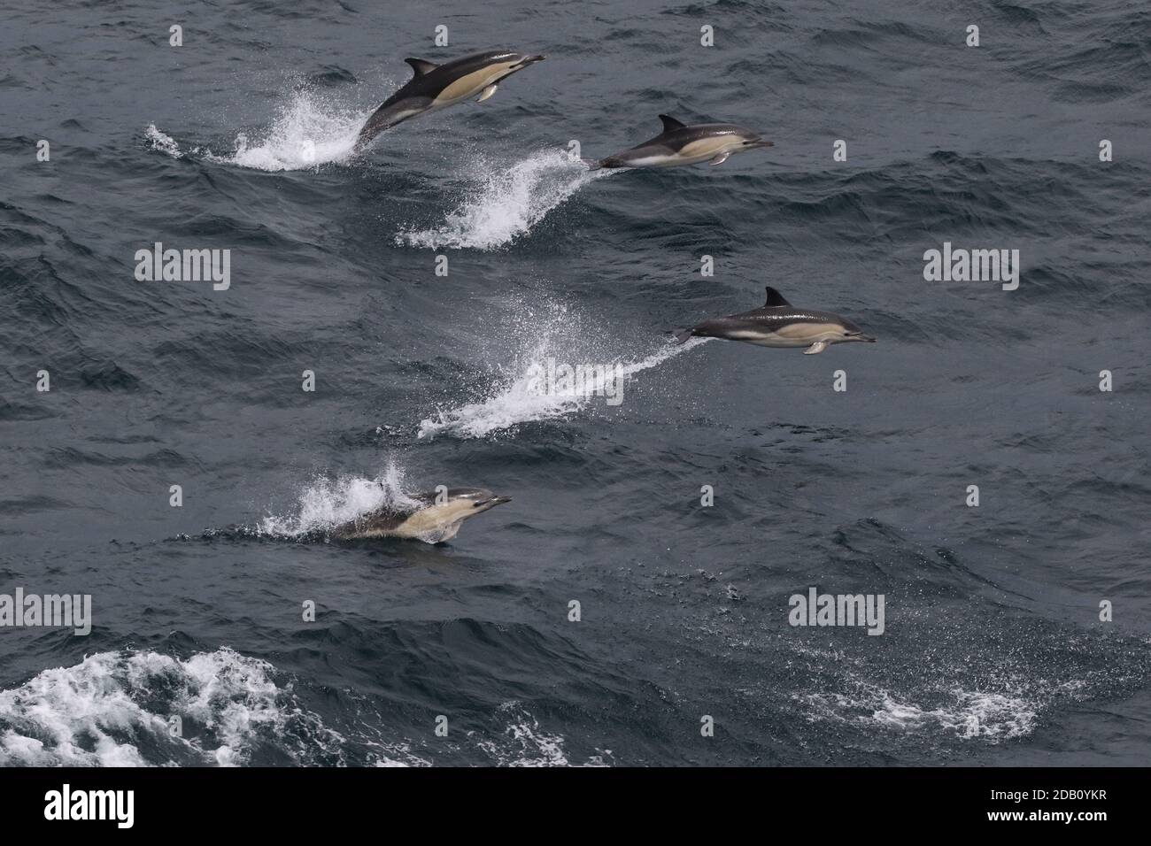 Gemeiner Delfin Stockfoto