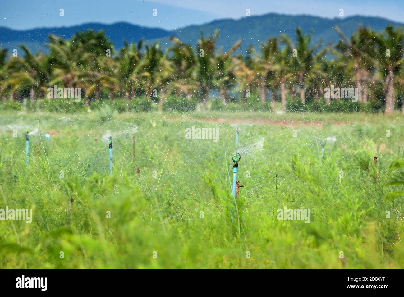 Landschaft von Spargelgarten mit Wasser-Sprinkleranlage, Bio-Gemüseanbau Bauernhof, Berge im Hintergrund. Stockfoto