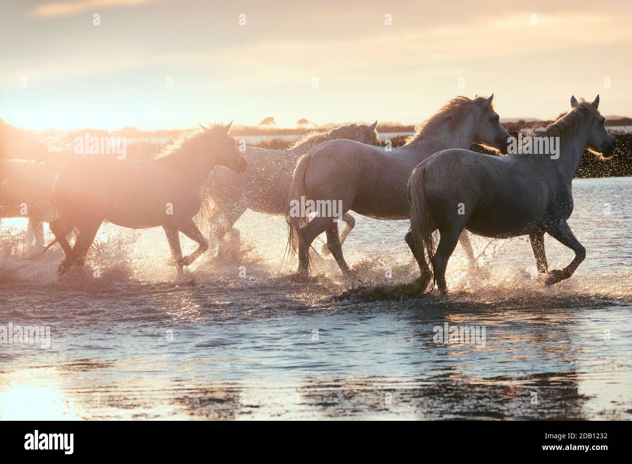 Wild White Horses of Camargue läuft auf dem Wasser bei Sonnenuntergang. Frankreich Stockfoto