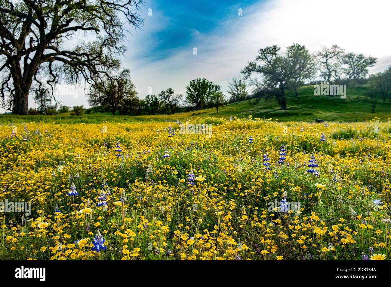 Brillante Wiese mit Lupine und gelben Wildblumen mit grünem Hügel, Eichen und blauem Himmel dahinter Stockfoto