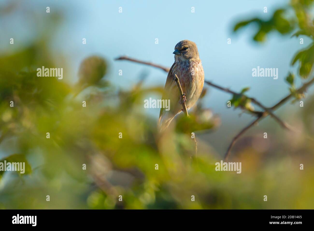 Nahaufnahme Porträt eines Linnet Vogelmännchens, Carduelis cannabina, Anzeige und Suche nach einem Partner während der Frühjahrssaison. Singen in den frühen Morgensonli Stockfoto