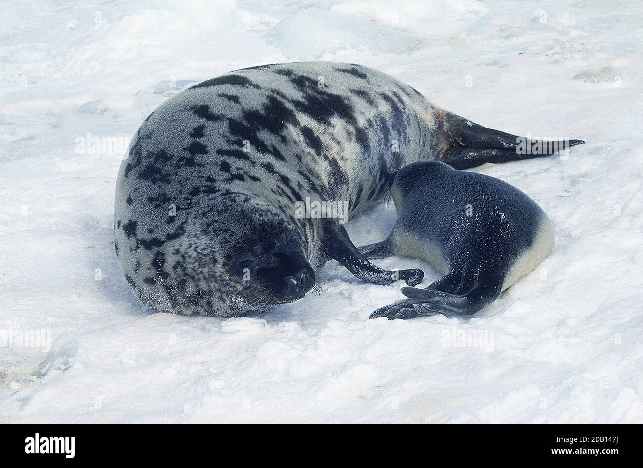 Kapuzen-Dichtung Cystophora Cristata, Mutter mit Welpe SUCKLING ON ICE FIELD, MAGDALENA ISLAND IN Kanada Stockfoto