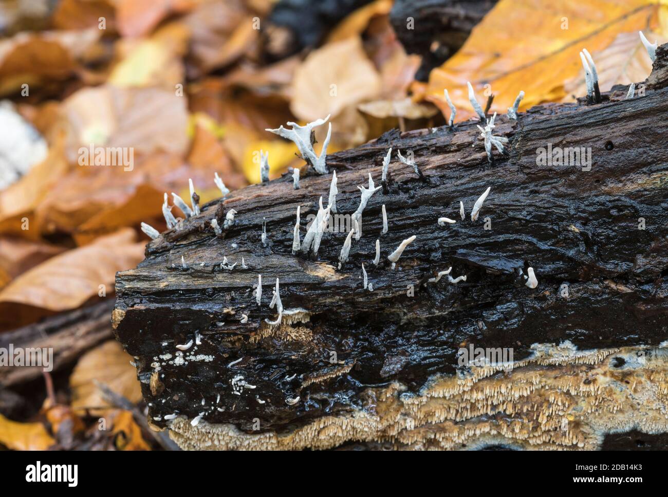 Candle-Docht/ Candlesnuffpilze (Xylaria hypoxylon) auf einem Baumstamm Stockfoto