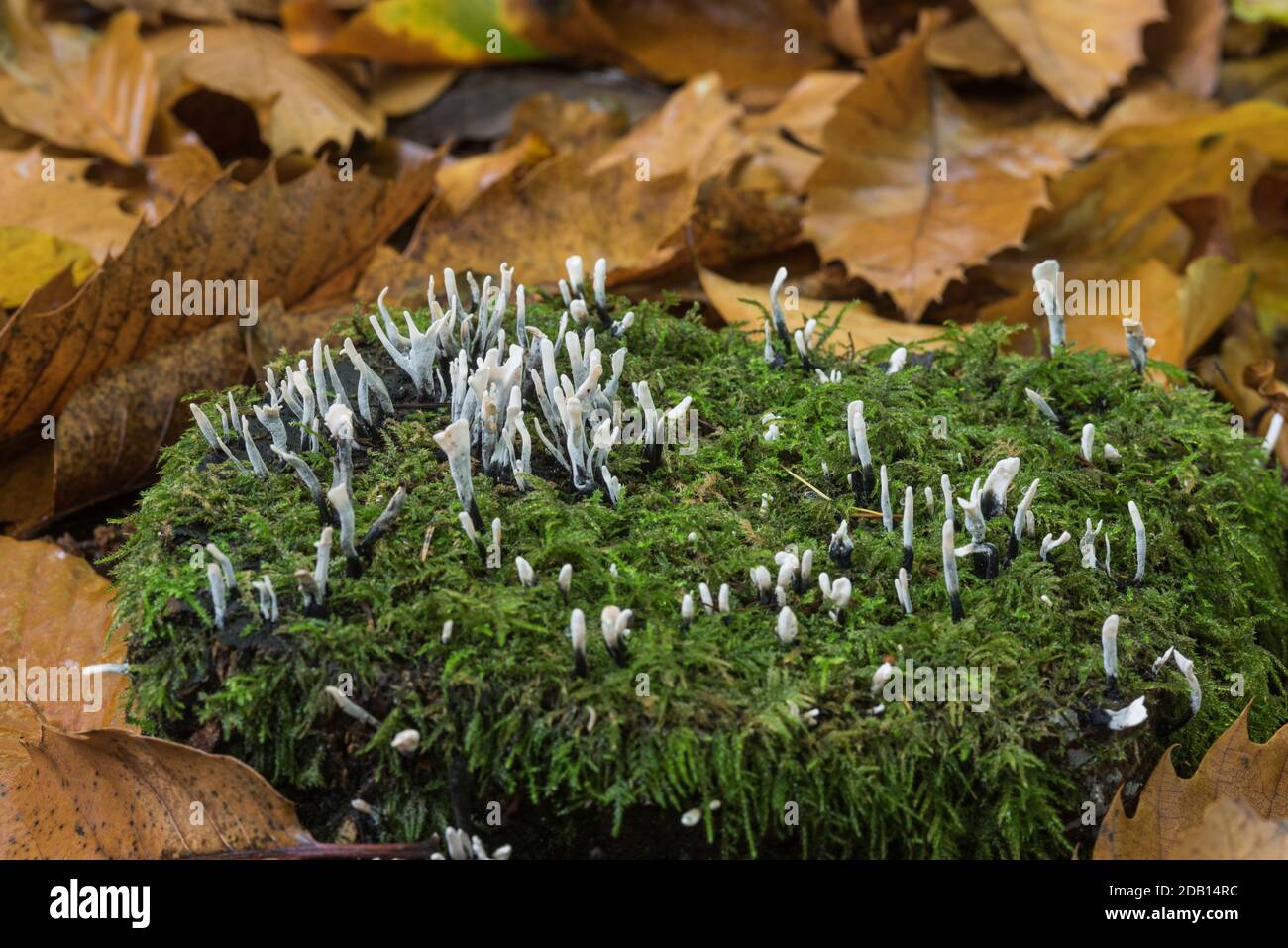 Candle-Docht/ Candlesnuffpilze (Xylaria hypoxylon) auf einem Baumstamm Stockfoto