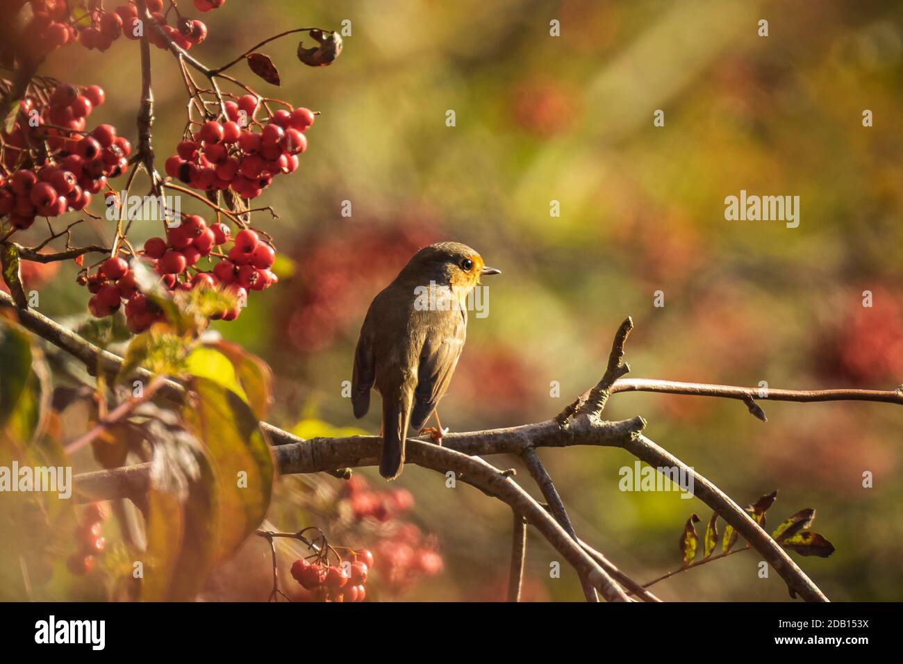 Nahaufnahme eines europäischen Robin, Erithacus rubecula, Vogel im Wintergefieder, der Orangenbeeren von Sorbus aucuparia, auch Eberesche und Bergasche genannt, füttert Stockfoto