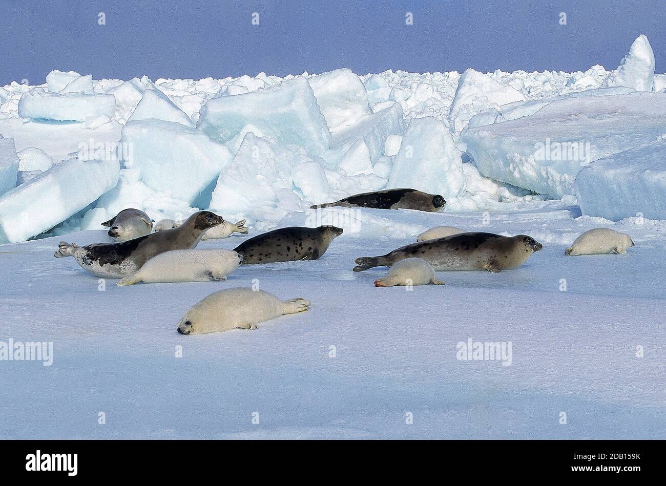 HARP SEAL Pagophilus Groenlandicus, Mutter und Welpen ON ICE FIELD, MAGDALENA ISLAND IN Kanada Stockfoto