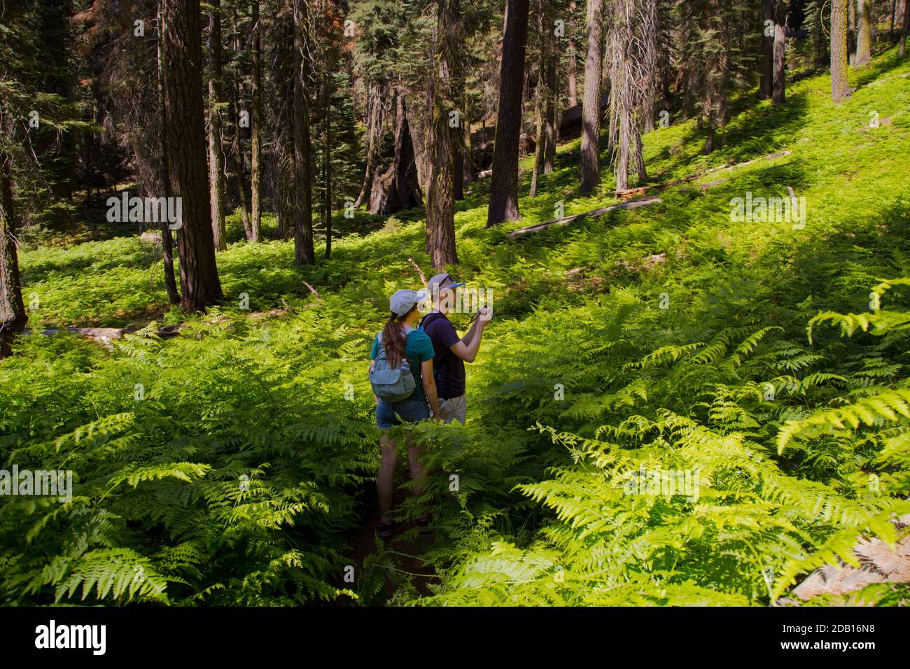 Zwei Wanderer halten an, um ein Foto in einem üppigen Farn gefüllt Hügel im Sequoia Nationalpark zu machen; Einheimische auf Reisen dokumentieren die Lage Stockfoto