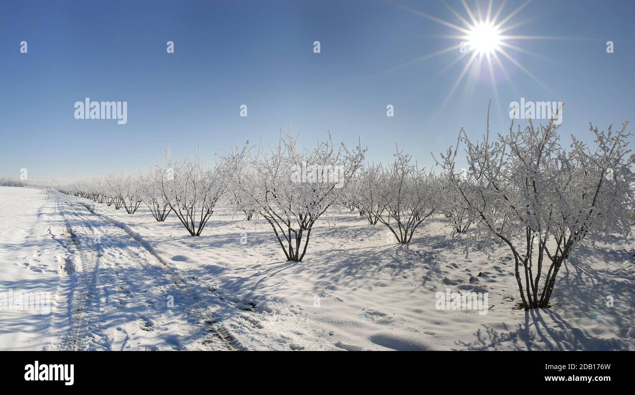 Raureif und Schnee auf den Ästen von Haselnussbäumen mit der Sonne am blauen Himmel, Winterzeit Stockfoto