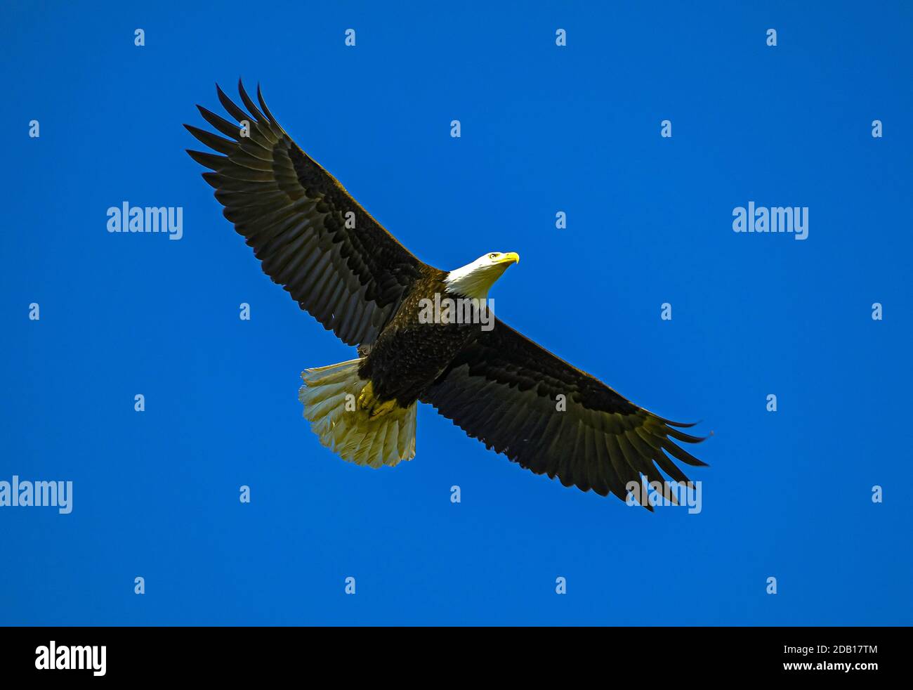 Ein großer Seeadler, der über der Küste in Parksville auf Vancouver Island British Columbia Canada schweben soll. Stockfoto