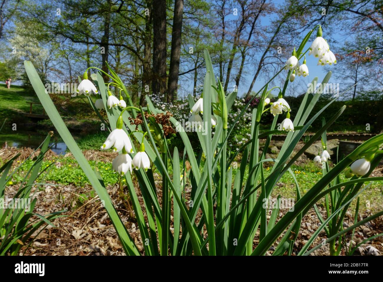 Frühling Garten Blumen im Rasen Leucojum aestivum Stockfoto