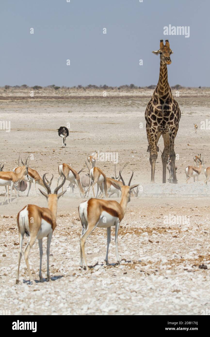 Große Gruppe afrikanischer Tiere (Giraffen, Zebras, Strauße, Antilopen) im Etosha National Park, Namibia Stockfoto