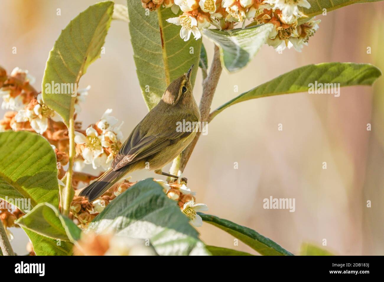 Gewöhnliche Schiffaffe (Phylloscopus collybita), die Insekten in der Blüte von gewöhnlicher Medlar sucht. Spanien Stockfoto