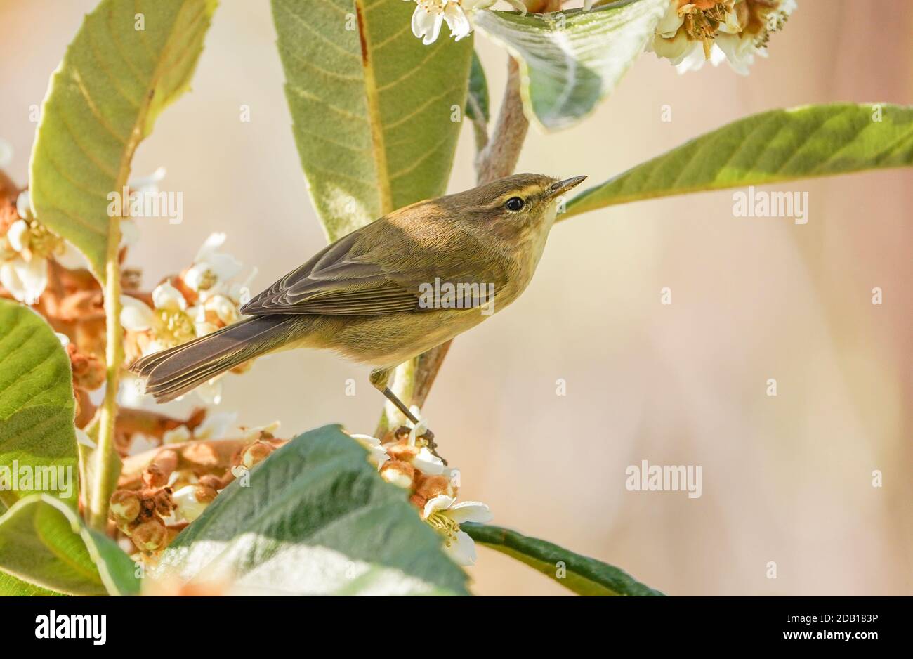 Gewöhnliche Schiffaffe (Phylloscopus collybita), die Insekten in der Blüte von gewöhnlicher Medlar sucht. Spanien Stockfoto