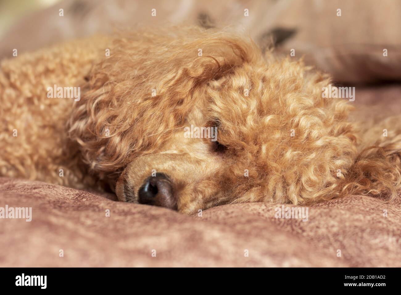 Flauschige Aprikosenpudel schlafen auf dem Bett. Stockfoto