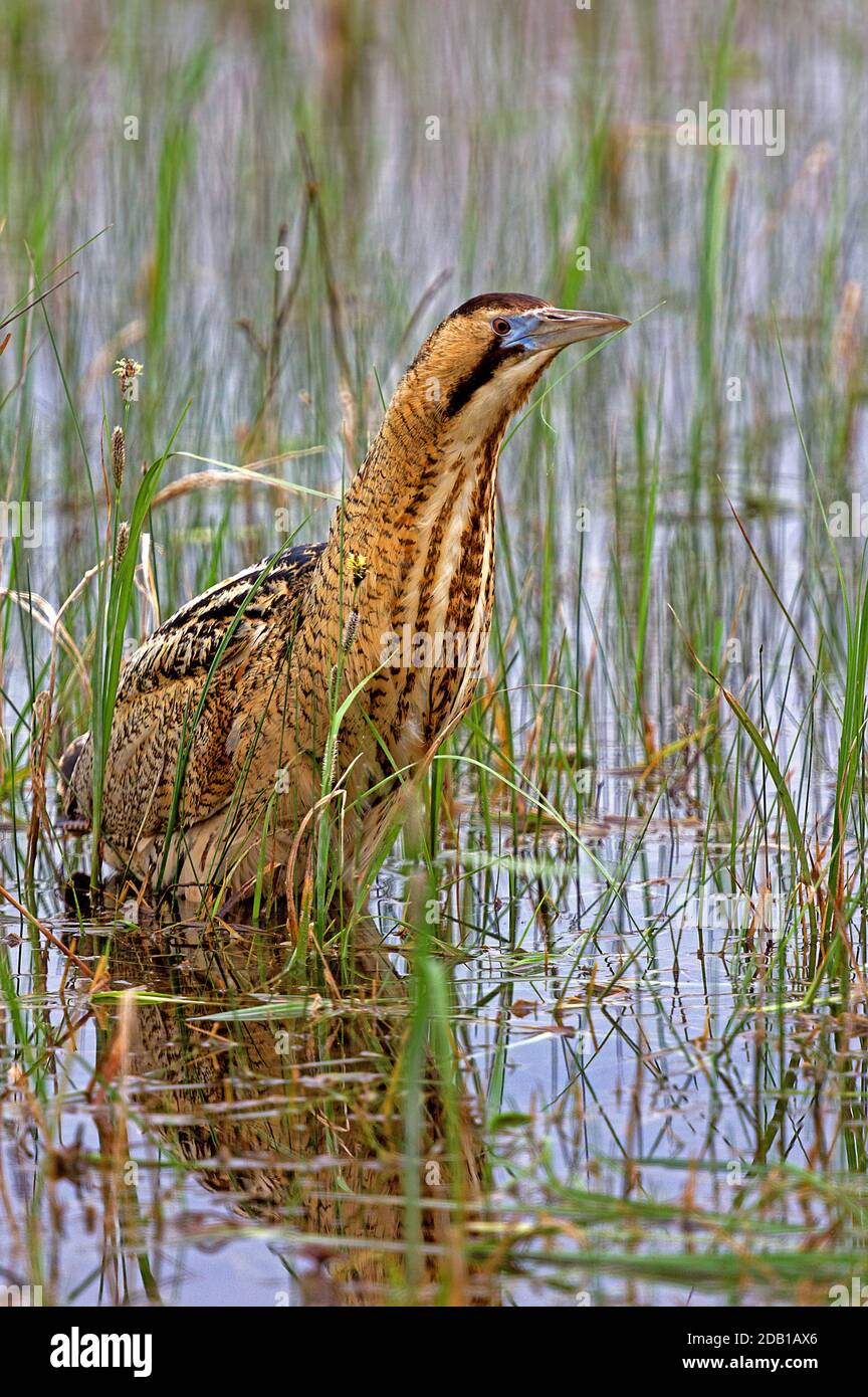 Eurasische Bittern, große Bittern (Botaurus stellaris) im Schilfgebiet der lange Lacke. Nationalpark Neusiedler See, Österreich Stockfoto