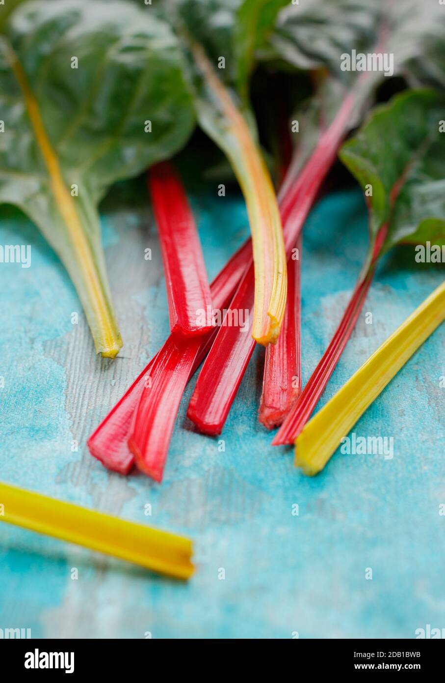 Beta vulgaris 'Bright Lights'. Frisch geernteter Schweizer Regenbogen-Mangold mit charakteristischen Farbtönen. Herbst. VEREINIGTES KÖNIGREICH Stockfoto