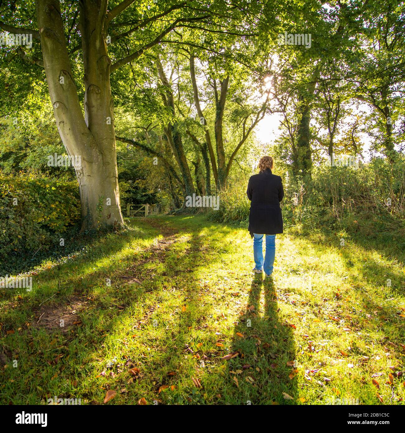 Frau, die in einem Sonnenstrahl steht, der durch Bäume scheint Im Herbst Stockfoto