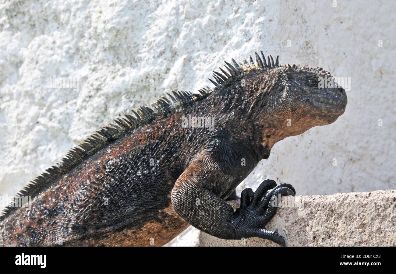 iguana, Puerto Ayora, Santa Cruz Insel, Galapagos Insel, Ecuador Stockfoto