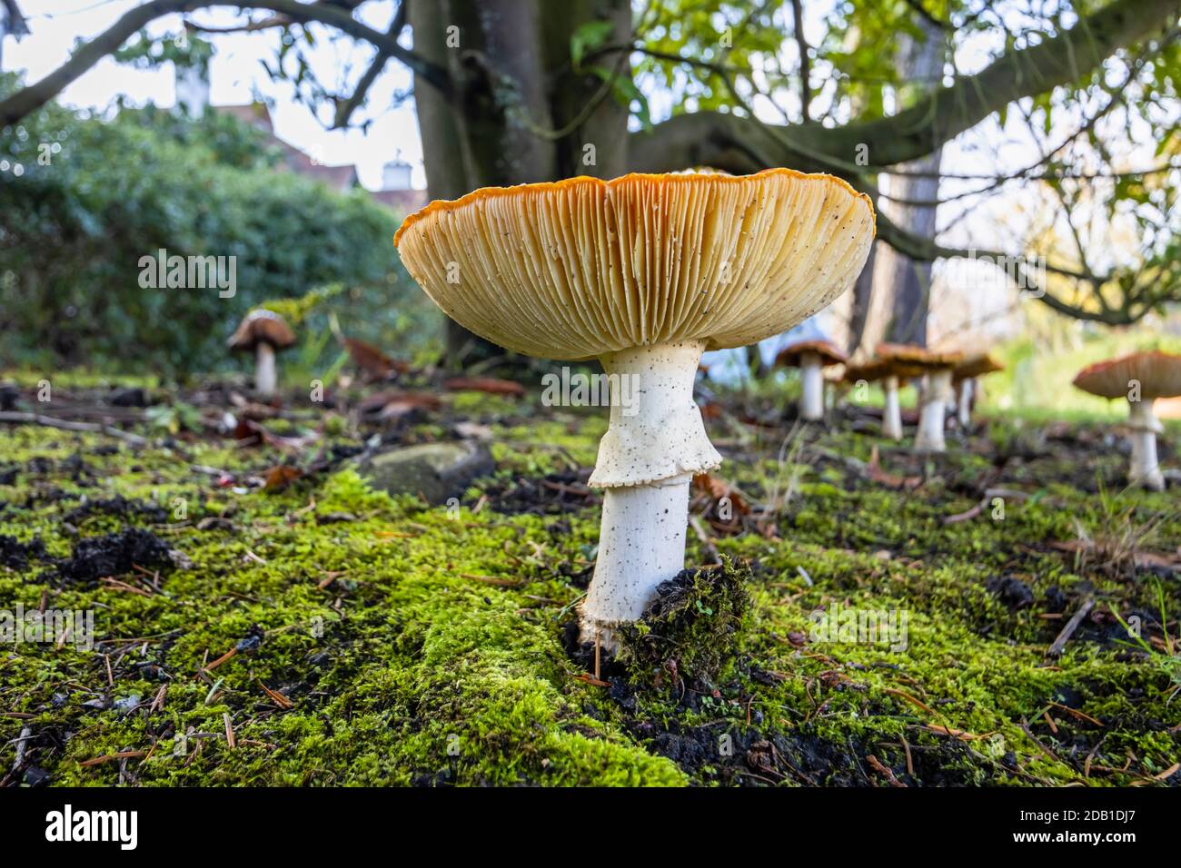 Unterseite und Kiemen von großen getupften roten Fliege agaric (Amanita muscaria) Toadstools (Fruchtkörper) im Spätherbst / frühen Winter in Surrey, England Stockfoto