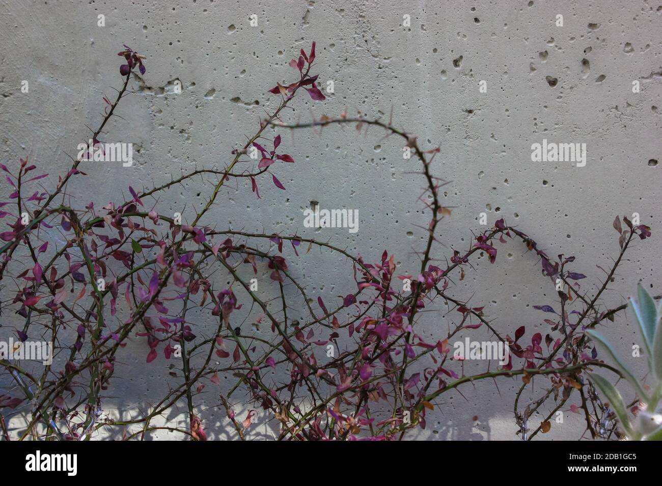 Akazienzweig Mit Dornen Stockfotos und bilder Kaufen Alamy
