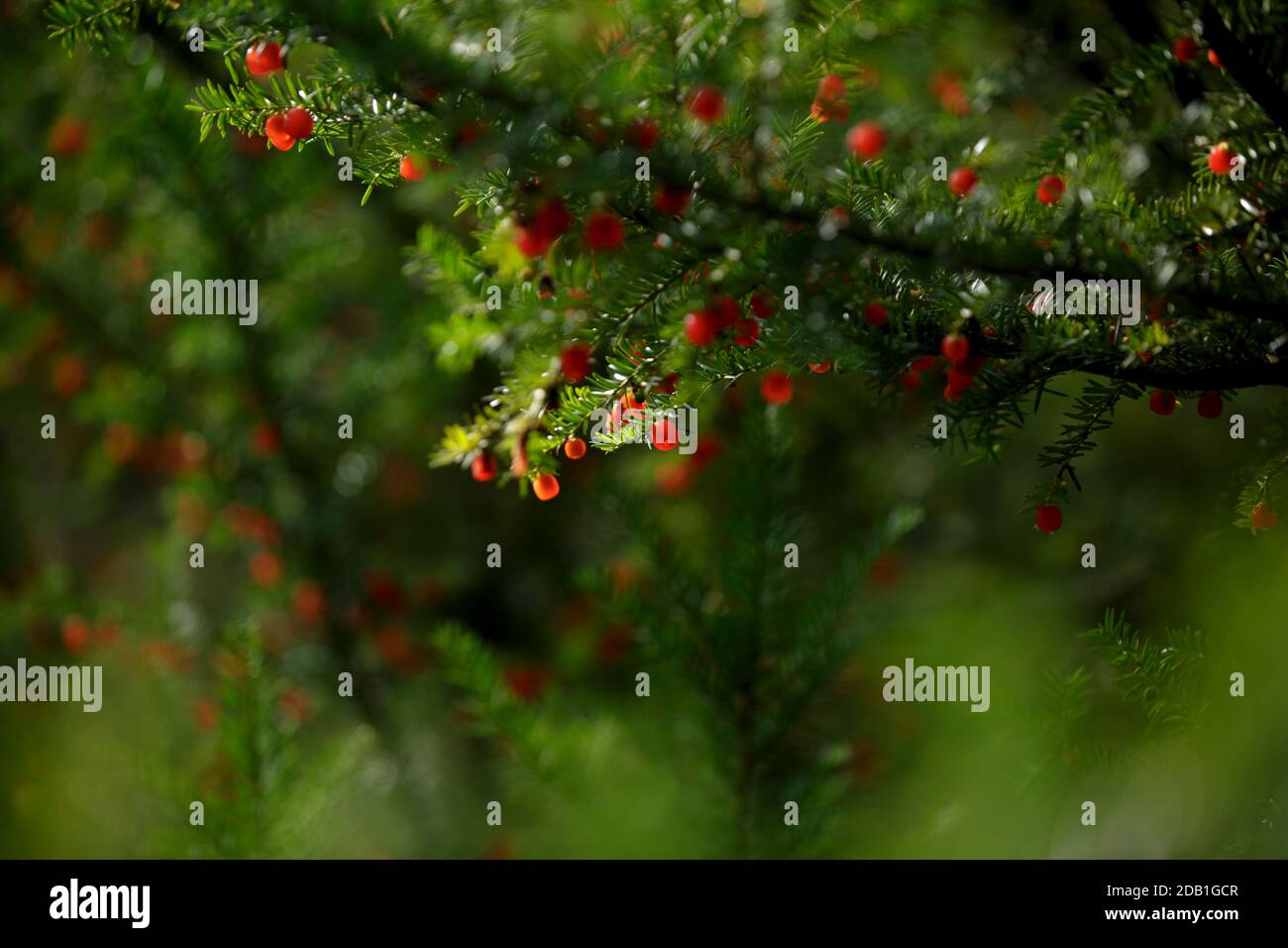 Äh. Taxus baccata. Europäische Eibe ist immergrüner Nadelbaum-Strauch mit giftigen und bitteren roten Beerenfrüchten. Eibaum mit roten Früchten. Rote Beeren wachsen Stockfoto