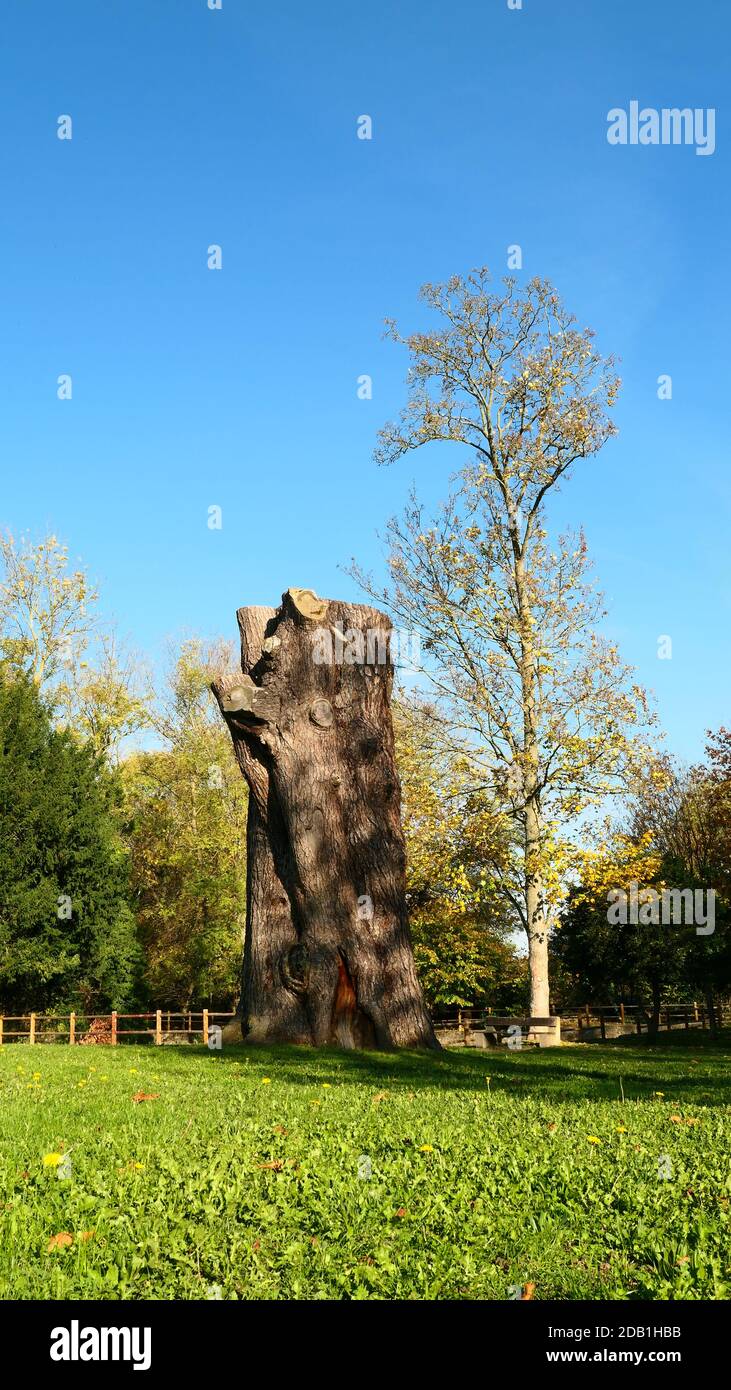 Blick auf einen riesigen Baumstammschnitt ohne Ast. Herbstszene in einem Park an einem sonnigen Tag. Holzzaun im Hintergrund. Stockfoto