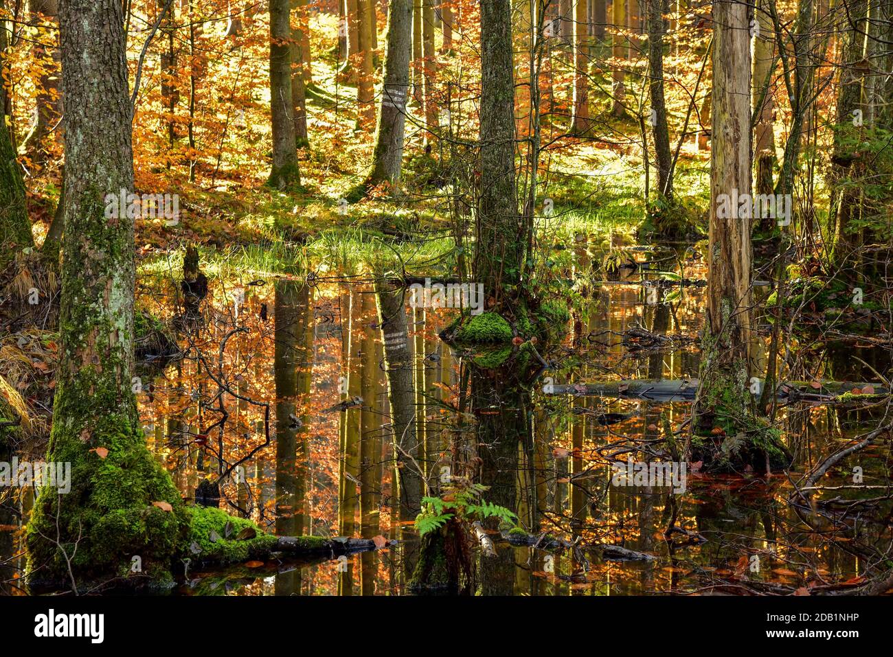 Herbstlicher Mischwald spiegelt sich in einem Teich im Naturpark Westwälder bei Ausgburg, Schwaben, Bayern, Deutschland Stockfoto