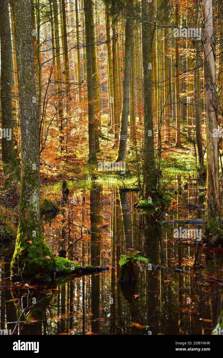 Herbstlicher Mischwald spiegelt sich in einem Teich im Naturpark Westwälder bei Ausgburg, Schwaben, Bayern, Deutschland Stockfoto