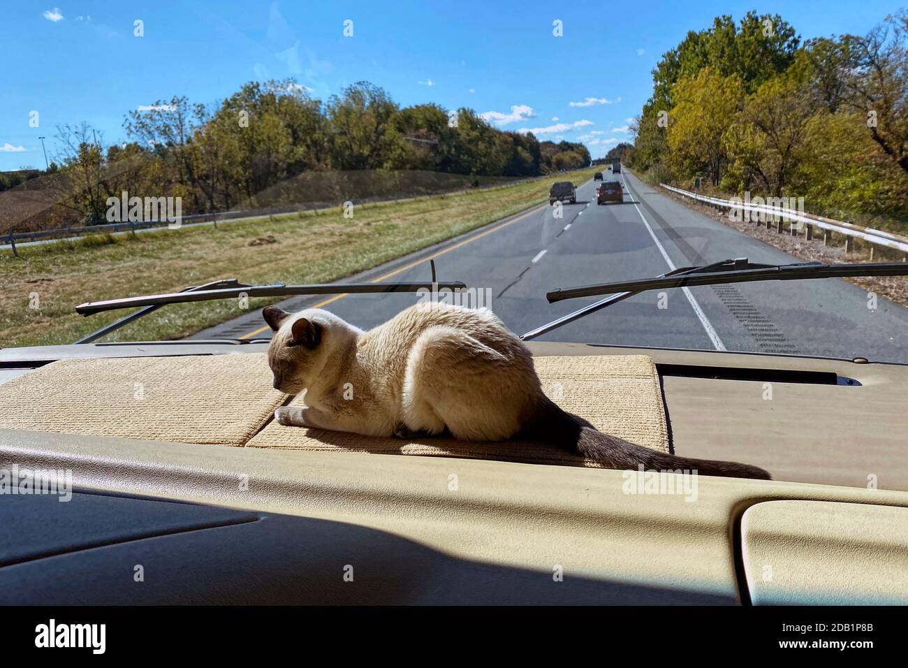 Tonkinese Katze, beige, dunkle Punkte, liegend auf Armaturenbrett, weiche Matte, Wohnmobil, RV, großes Fenster, Fahren auf Autobahn, Transport, PR Stockfoto