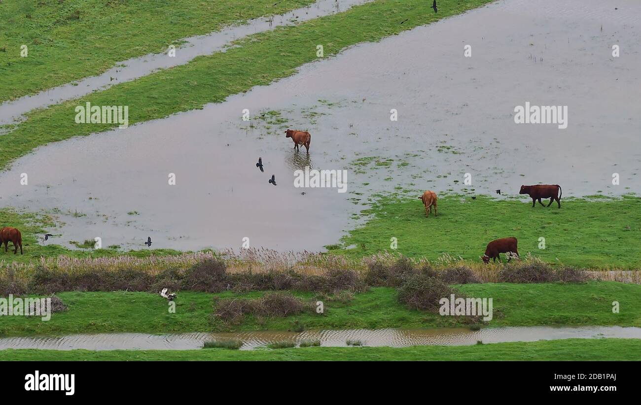 Alfriston Sussex UK 16. November 2020 - Rinder paddeln durch überflutete Felder und Ackerland am Fluss Cuckmere bei Alfriston bei Seaford in East Sussex nach den jüngsten starken Regenfällen und ungewöhnlich hohen Gezeiten. Hochwasserwarnungen wurden in ganz Großbritannien nach dem jüngsten nassen Wetter ausgegeben, aber kältere Bedingungen werden für später in der Woche prognostiziert : Credit Simon Dack / Alamy Live News Stockfoto