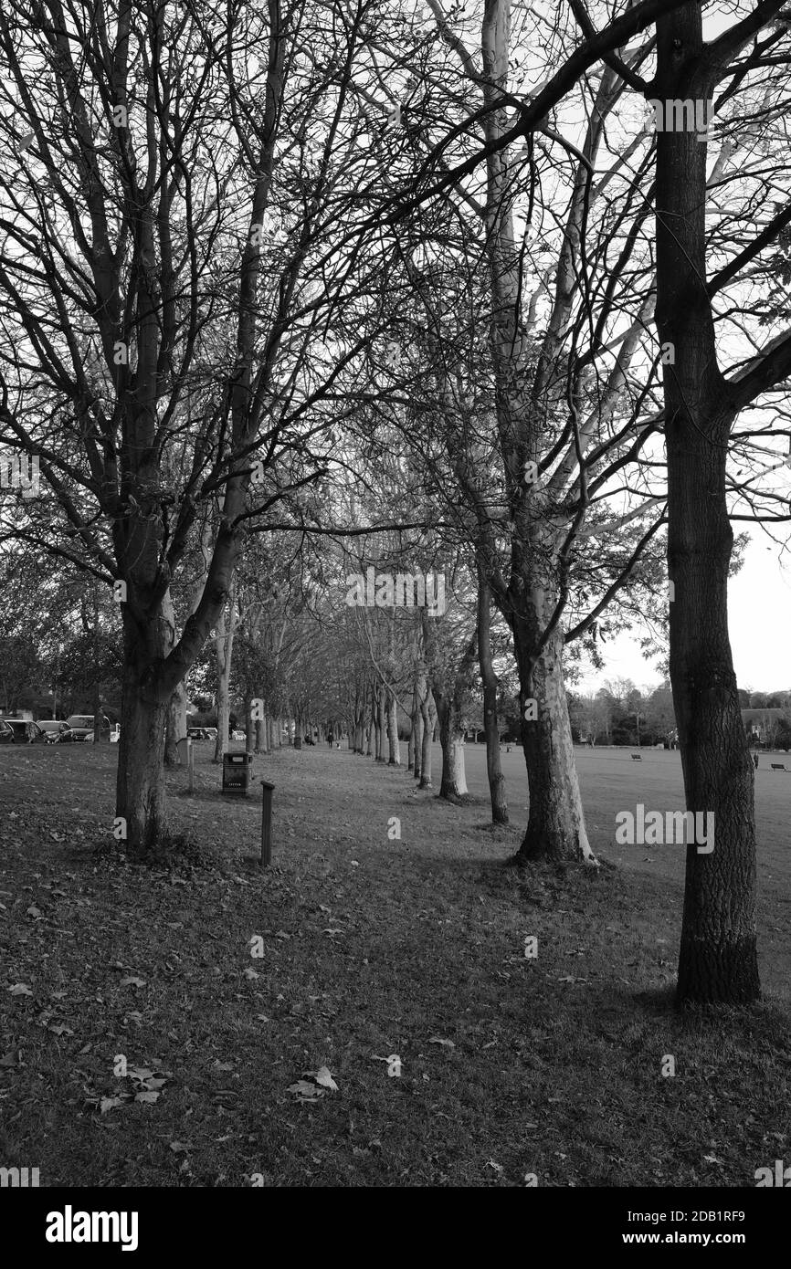 Von Bäumen gesäumter Pfad auf Saffron Walden Town Common UK in Herbst in schwarz und weiß Stockfoto