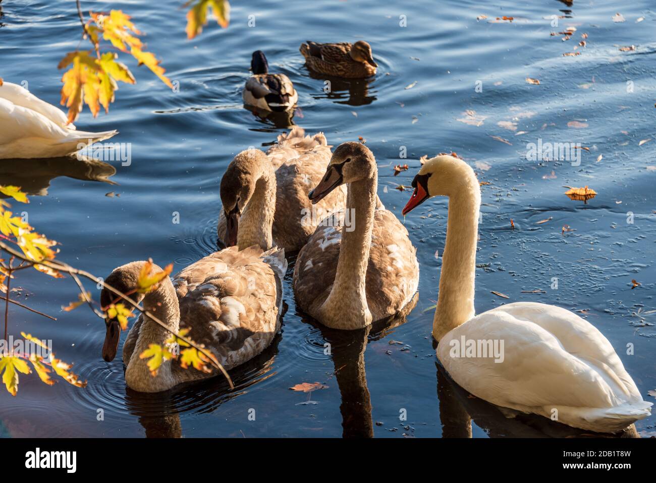 An der Nord- und Ostseeküste sind Fälle von Geflügelpest bei Wildtize and Utzing recusing Stockfoto