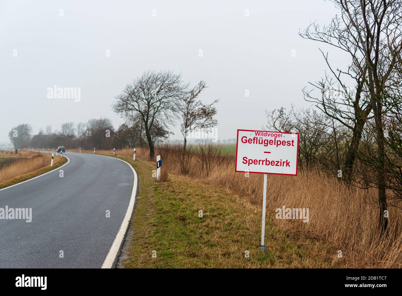 An der Nord- und Ostseeküste sind Fälle von Geflügelpest bei Wildtize and Utzing recusing Stockfoto