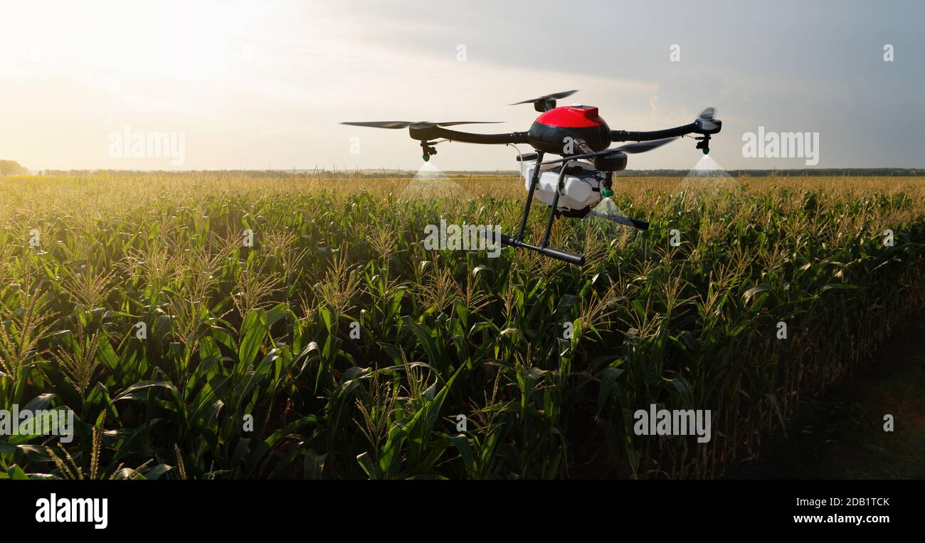 Drohnensprüher fliegt über das landwirtschaftliche Feld. Intelligente Landwirtschaft und Präzisionslandwirtschaft Stockfoto