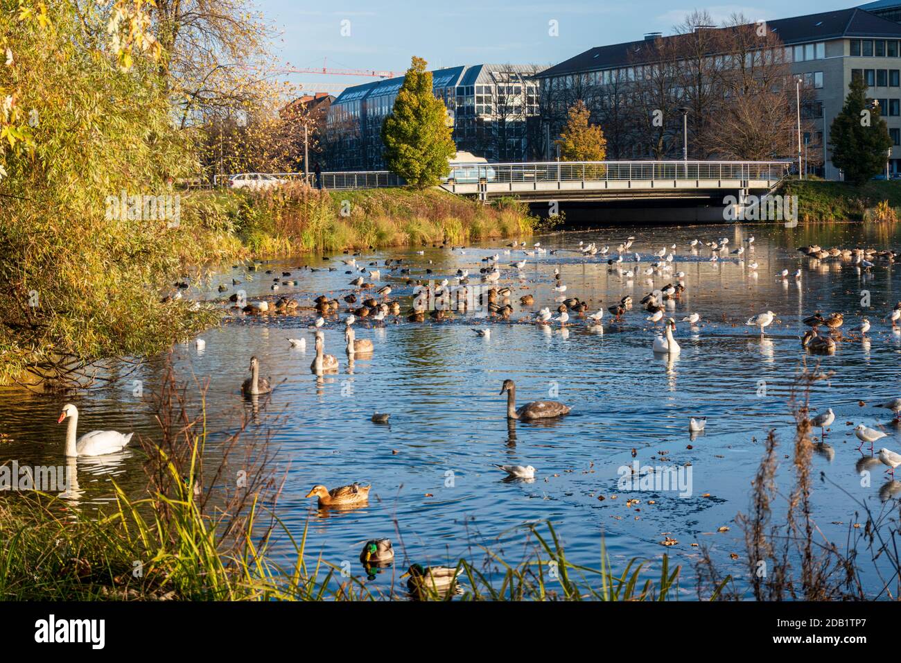 An der Nord- und Ostseeküste sind Fälle von Geflügelpest bei Wildtize and Utzing recusing Stockfoto