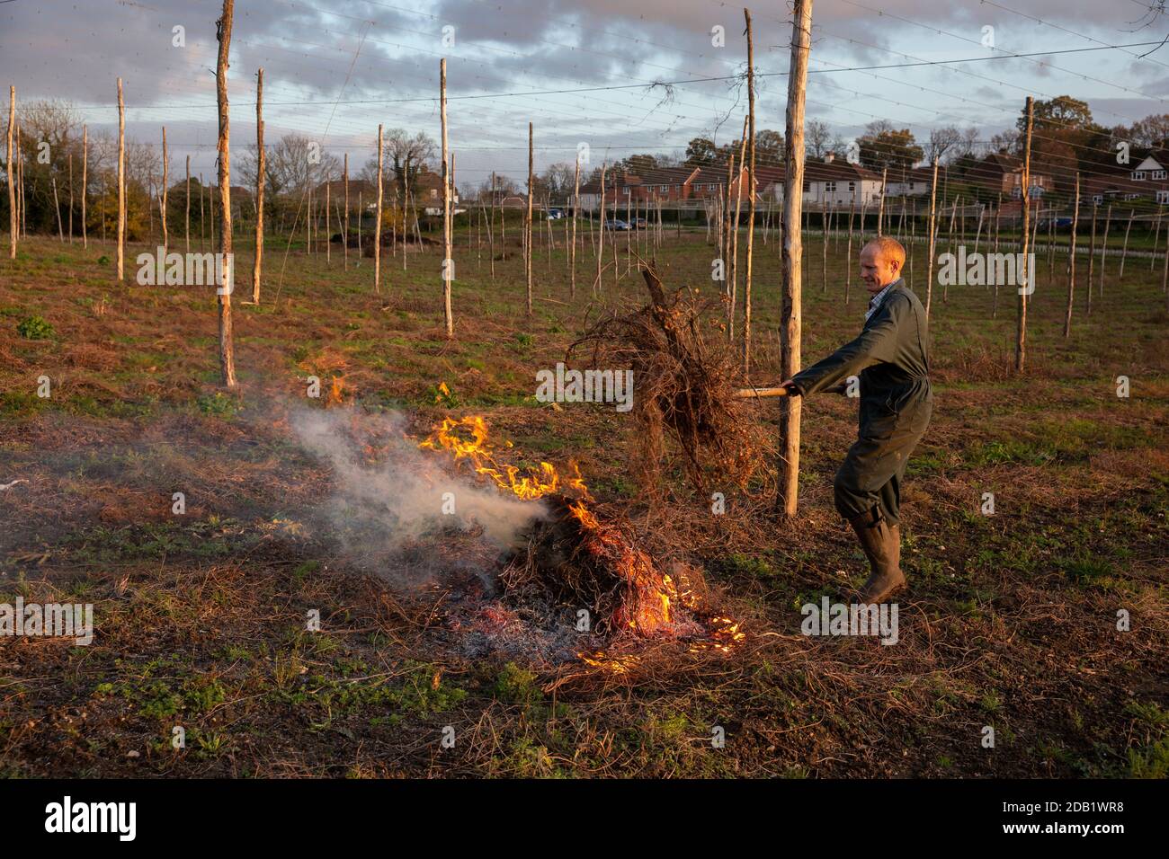 Farmer, der die untere Länge der Hopfenbinen über die Hop Gardens auf dem Hampton Estate in Puttenham, am Rande der North Downs, Surrey, England, verbrennt Stockfoto