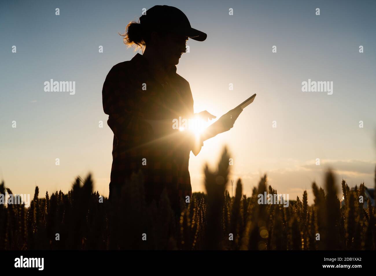Eine Frau Bauer untersucht den Bereich der Getreide- und sendet die Daten an die Wolke aus der Tablette. Smart Farming und digitale Landwirtschaft. Stockfoto