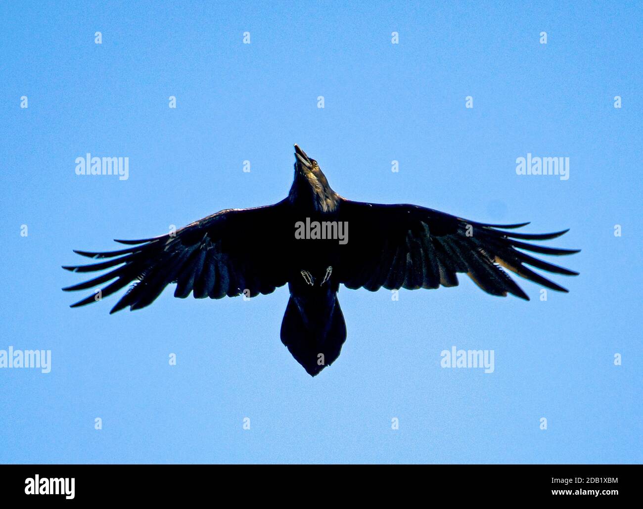 Der Rabe Corvus Corax ist das größte Mitglied der Crow-Familie und zeigt seinen gekeilten Schwanz und kraftvolle Flügel im Flug. Stockfoto