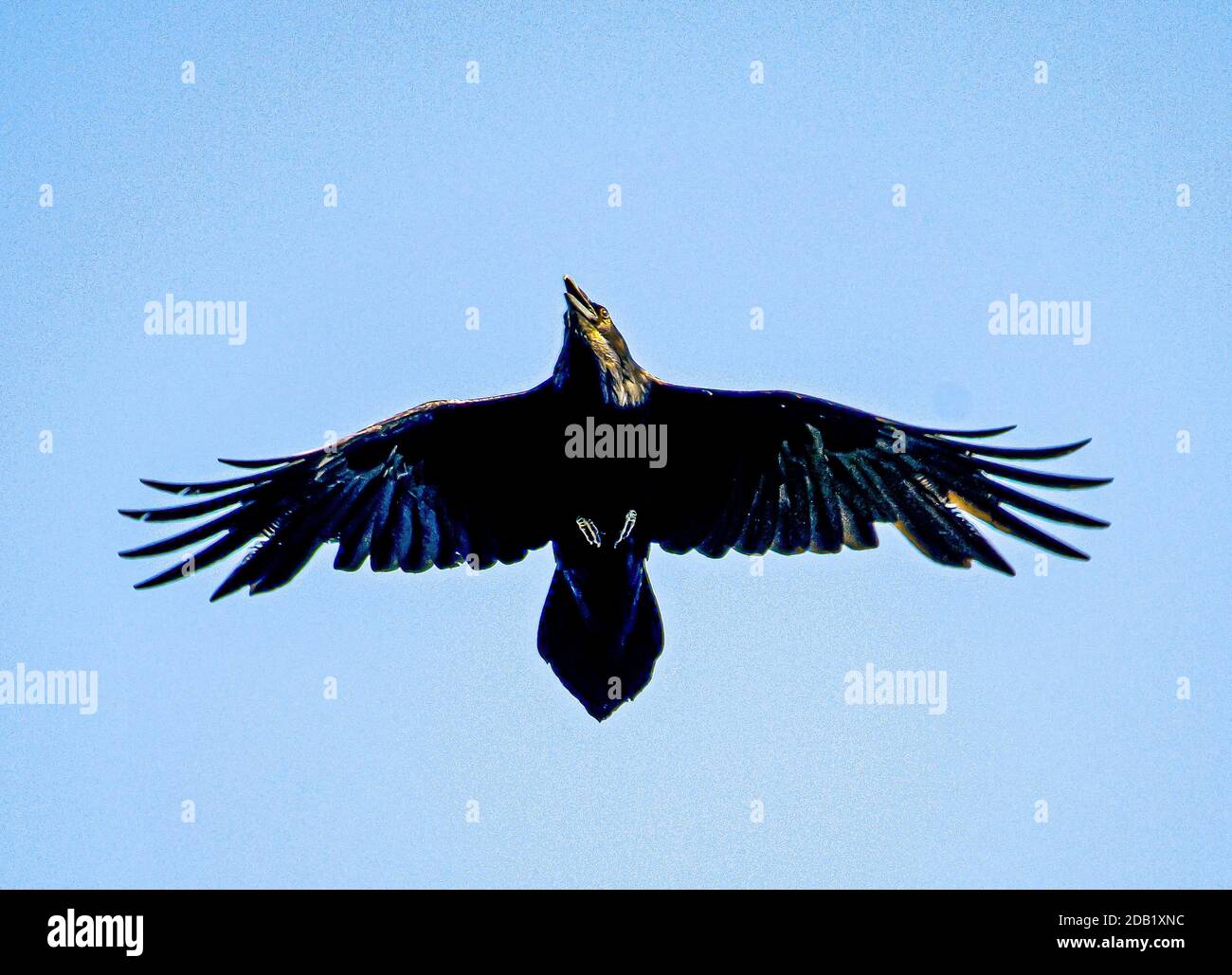 Der Rabe Corvus Corax ist das größte Mitglied der Crow-Familie und zeigt seinen gekeilten Schwanz und kraftvolle Flügel im Flug. Stockfoto